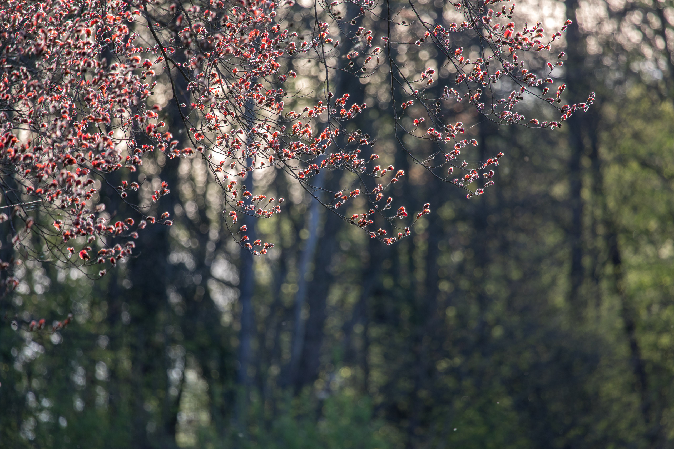 20180414185944 RD4 0675